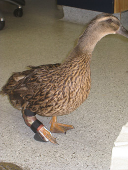 Duck Brace